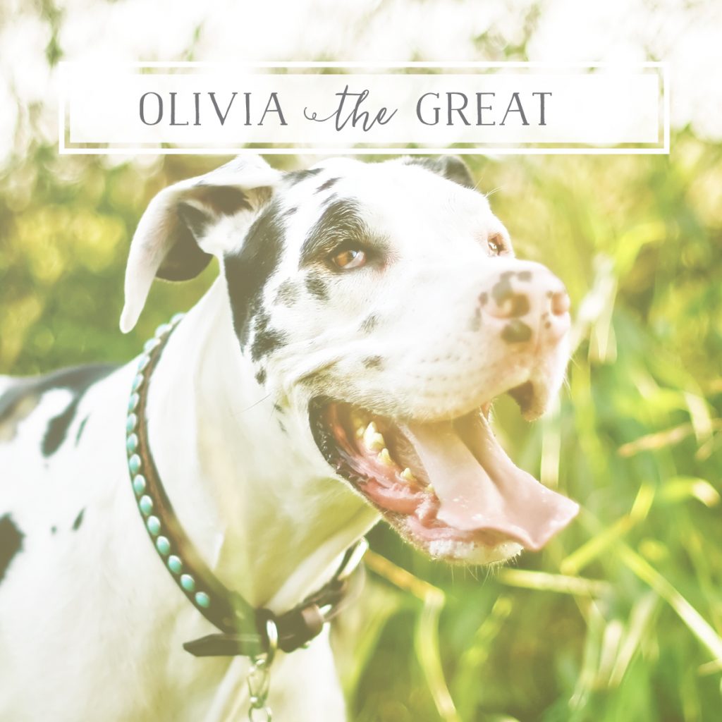 tribute to Olivia the Great Dane, mascot of dane + dane studios