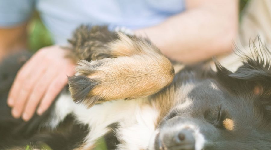 working with dog: 5 Dogly Principles - secrets to success