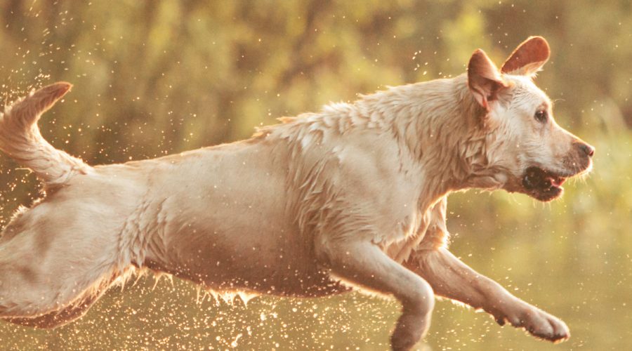 yellow lab jumping into river