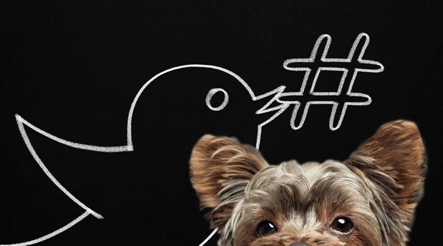 twitter logo with hashtag and dog