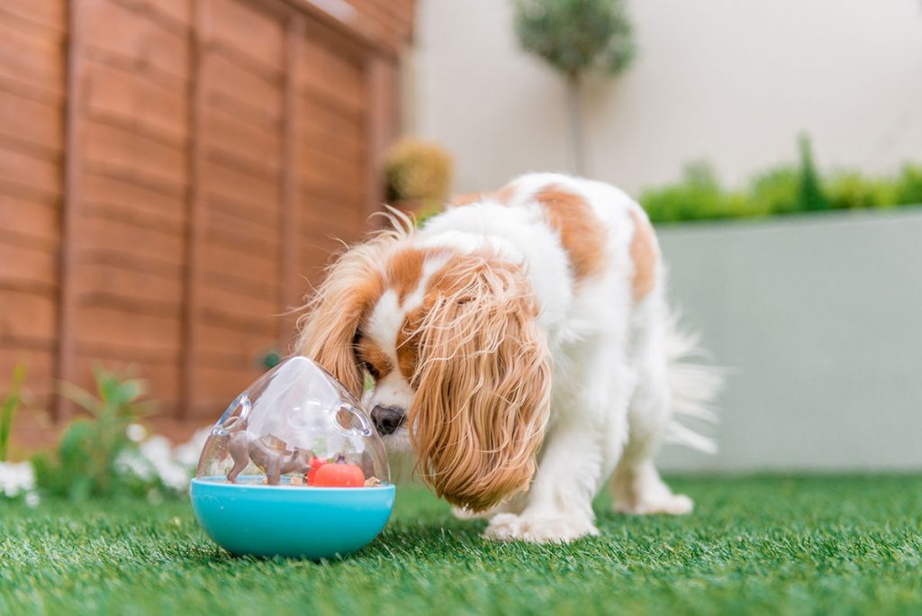 Cavalier playing with a P.L.A.Y. wobble ball